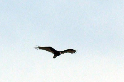 81gliders 027turkeyvultureglider.jpg