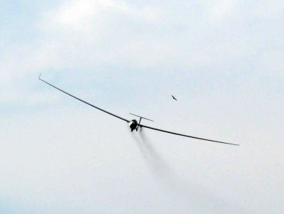 81gliders 040gliders.jpg