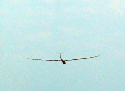 82gliders 445crash.jpg