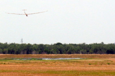 82gliders 446crash.jpg