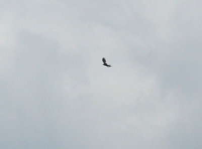 810lastdayawards 141turkeyVulture.jpg