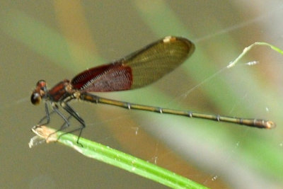 814cooks 042rubyspot.jpg