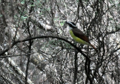 DSC_0161greatkiskadee.jpg