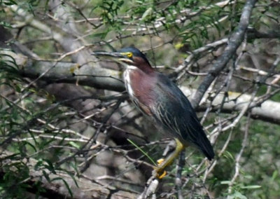 DSC_0211greenheron.jpg