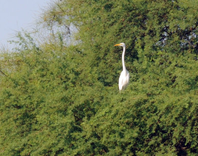 831cooks 044greategret.jpg