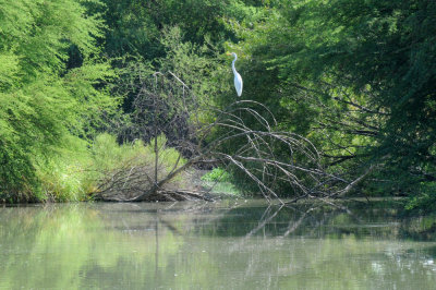 831cooks 376greategret.jpg