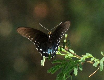 831cooks 387spicebush swallowtail.jpg