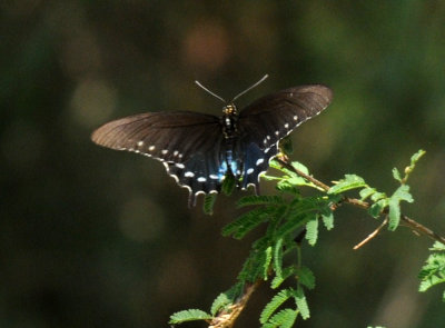 831cooks 388spicebush swallowtail.jpg