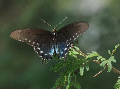 831cooks 394pipevine swallowtail.jpg
