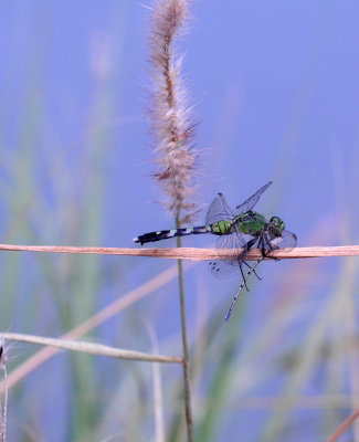 96fffffff 008easternpondhawk.jpg