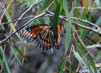 Uvalde Nature