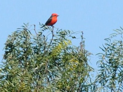 Uvalde Nature