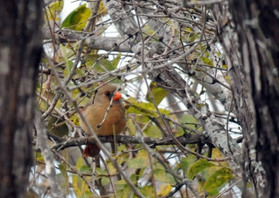 1216cbcNW 052cardinal.jpg