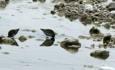 1216cbcNW 225sandpipers.jpg