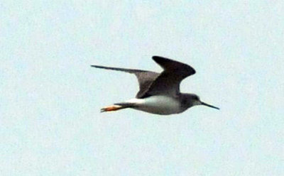 1216cbcNW 237shorebird.jpg
