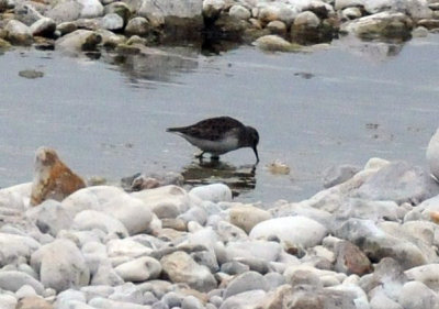 1216cbcNW 252sandpiper.jpg