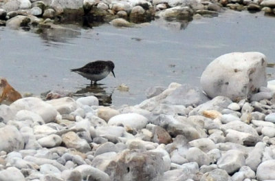 1216cbcNW 253sandpiper.jpg