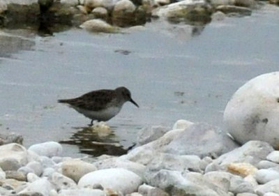 1216cbcNW 254sandpiper.jpg