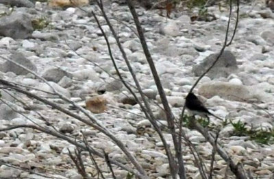 1216cbcNW 285blackphoebe.jpg