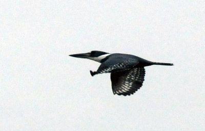 1216cbcNW 290ringed.jpg