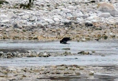 1216cbcNW 303snipe.jpg