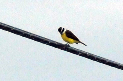 1216cbcNW 304kiskadee.jpg