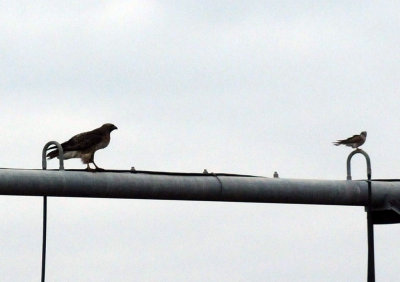 1216cbcNW 323redtailAk2.jpg