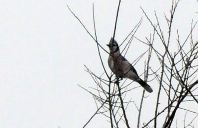 1216cbcNW 395bluejay2.jpg