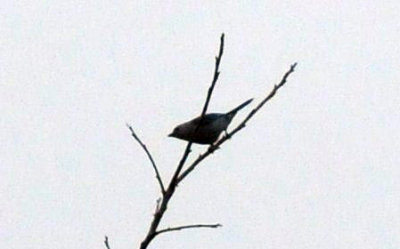 1216cbcNW 398nnountainbluebird2.jpg