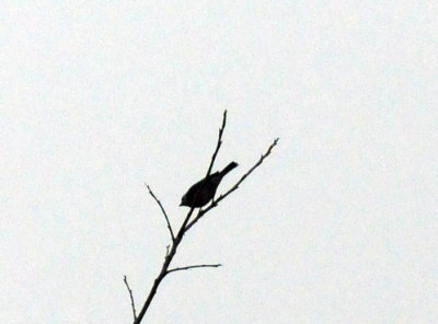 1216cbcNW 409nnountainbluebird2.jpg