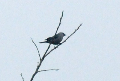 1216cbcNW 415nnountainblurbirdzzzzzzzz2.jpg