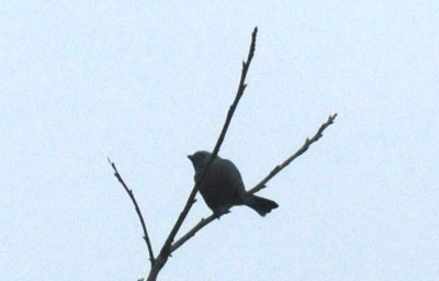 1216cbcNW 419nnountainbluebird2.jpg