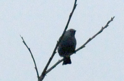 1216cbcNW 420nnountainbluebirdzzzz2.jpg
