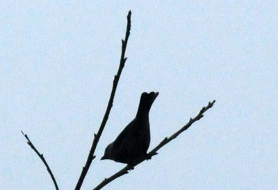 1216cbcNW 423nnountainbluebirdzzzzz2.jpg