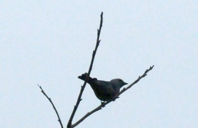 1216cbcNW 425nnountainbluebirdzzzzzzzzzz2.jpg