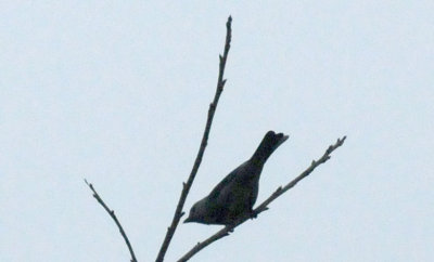 1216cbcNW 429nnountainbluebirdzzzzzzzzz2.jpg