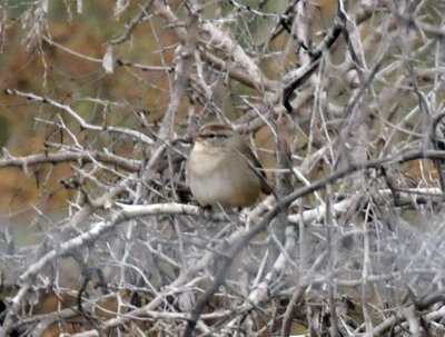 1216cbcNW 177olivesparrow3.jpg
