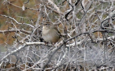 1216cbcNW 185olivesparrowzzzzz3.jpg