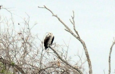 1216cbcNW 230osprey3.jpg