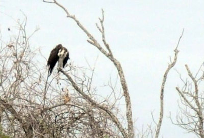 1216cbcNW 235osprey3.jpg