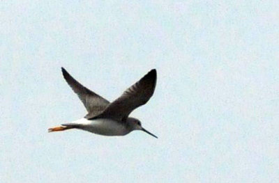 1216cbcNW 236greateryellowlegs3.jpg