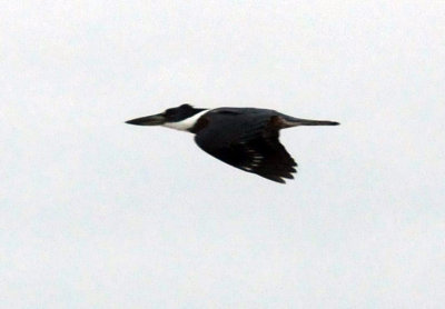 1216cbcNW 295ringed3.jpg