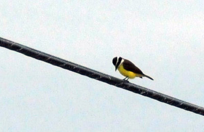 1216cbcNW 305greatkiskadee3.jpg