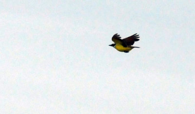 1216cbcNW 312greatkiskadee3.jpg