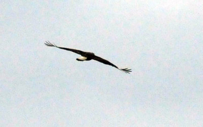 1216cbcNW 342crestedcaracara3.jpg