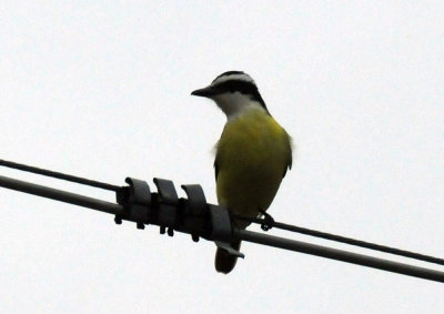 1216cbcNW 359greatkiskadee3.jpg