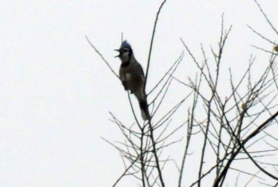 1216cbcNW 397blueJay3.jpg