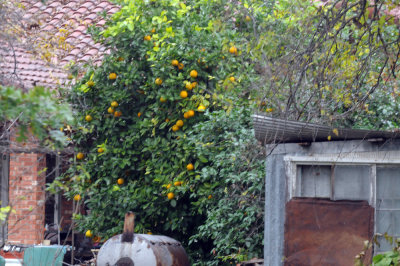 1217uvalde202 001oranges4.jpg