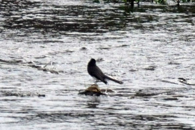 1217uvalde202 025blackphoebe4.jpg