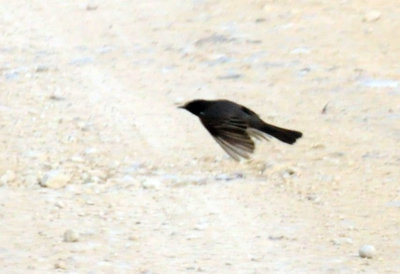 1217uvalde202 027blackphoebe4.jpg